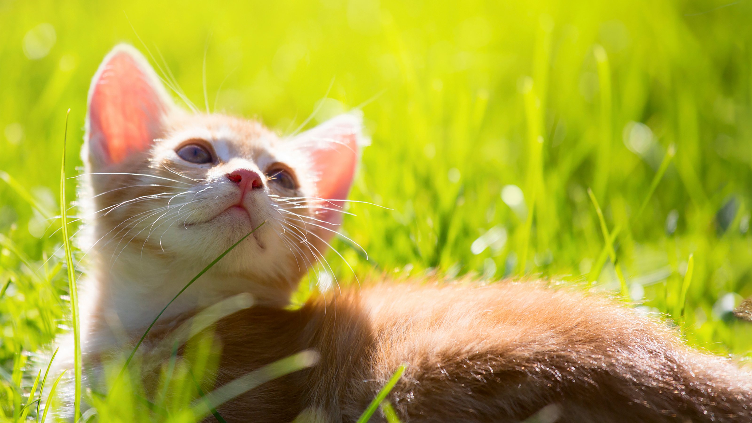 cat and butterfly