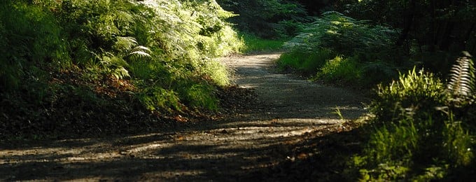 woodlant trust path.jpg