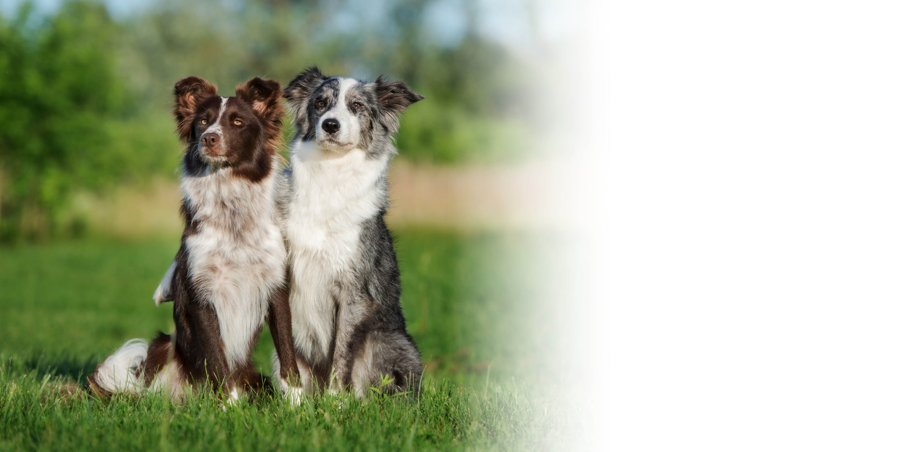 Border Collie Blog Header