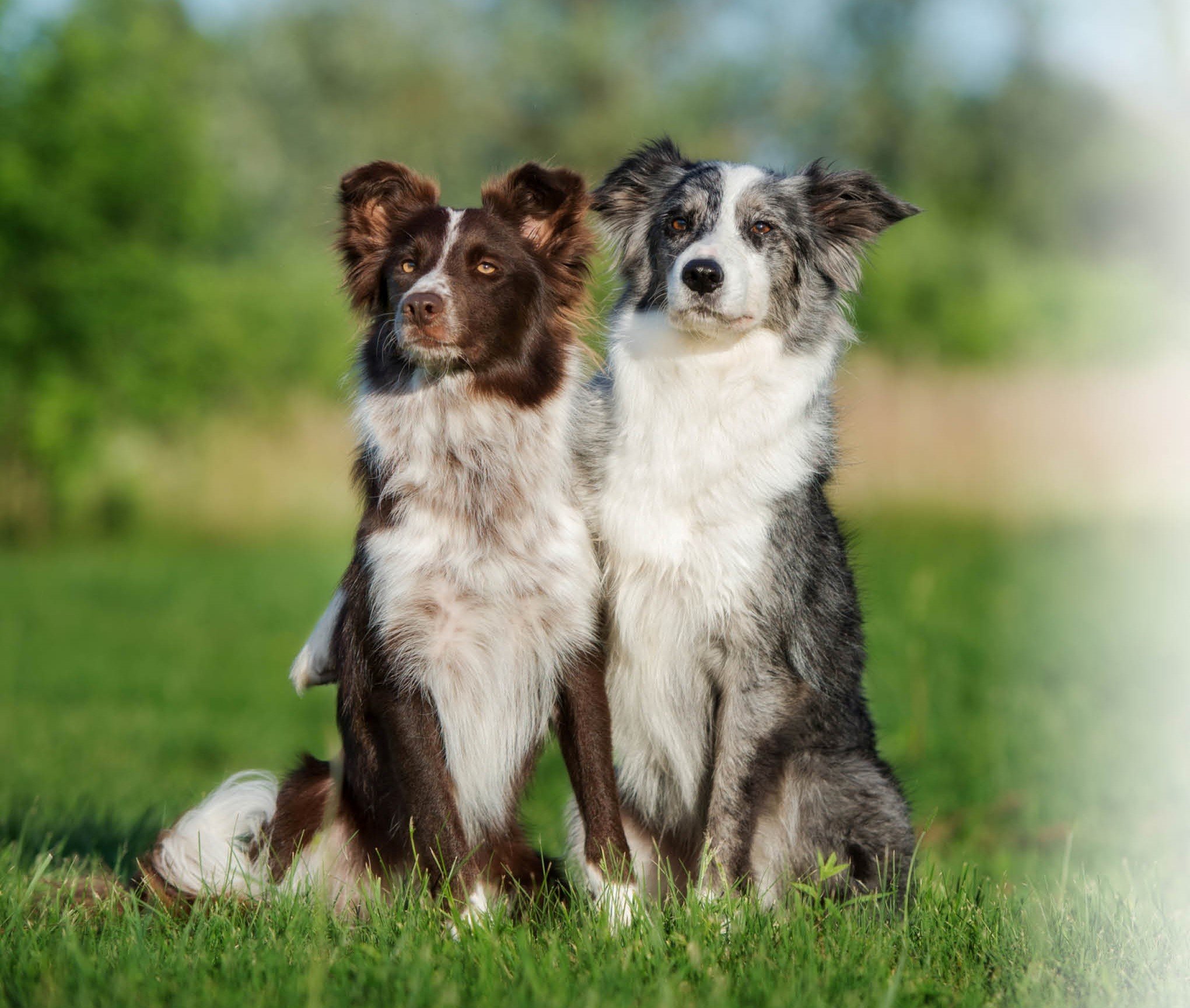 Border Collies