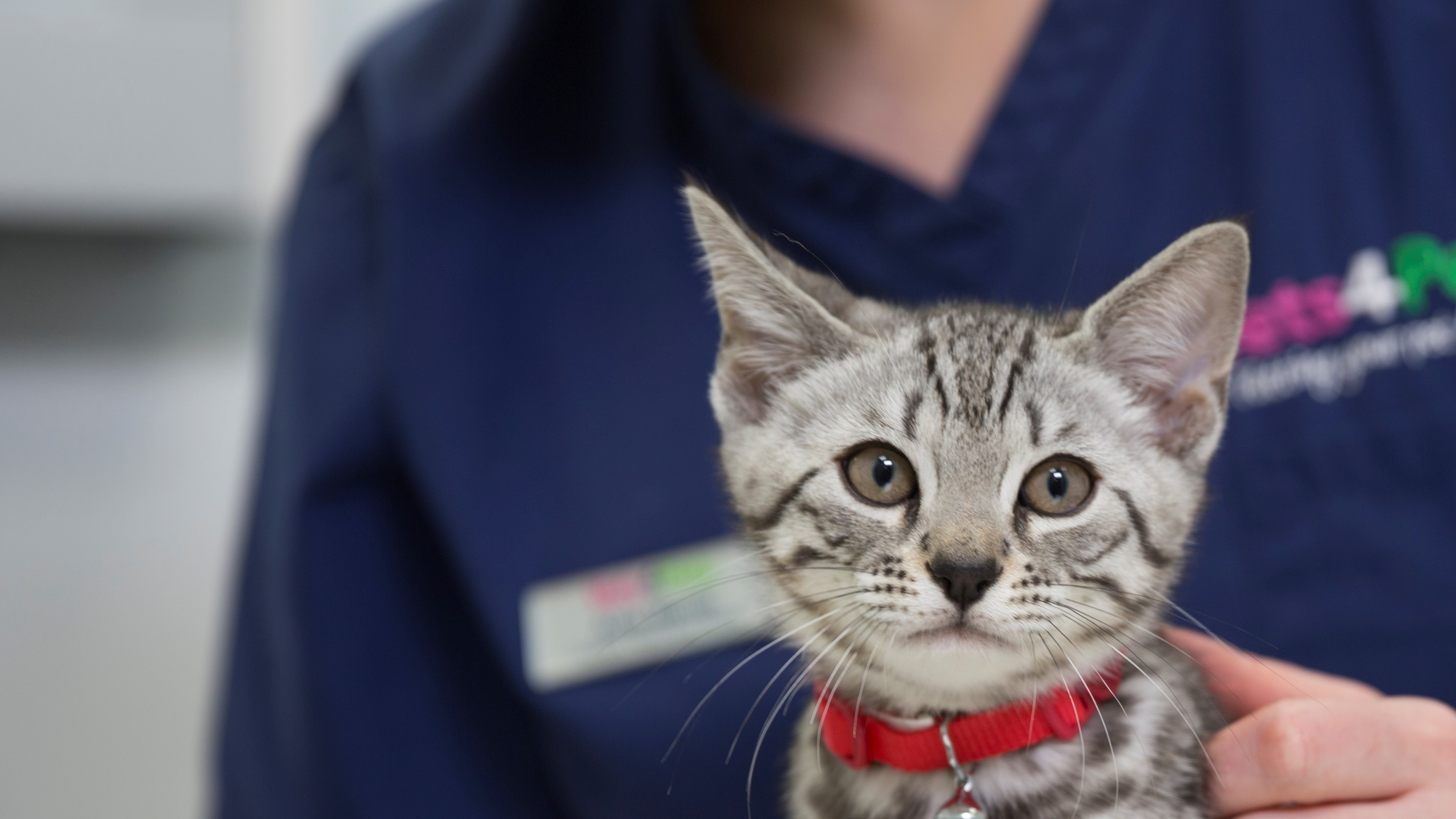 cat with vet